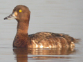 Tufted Duck